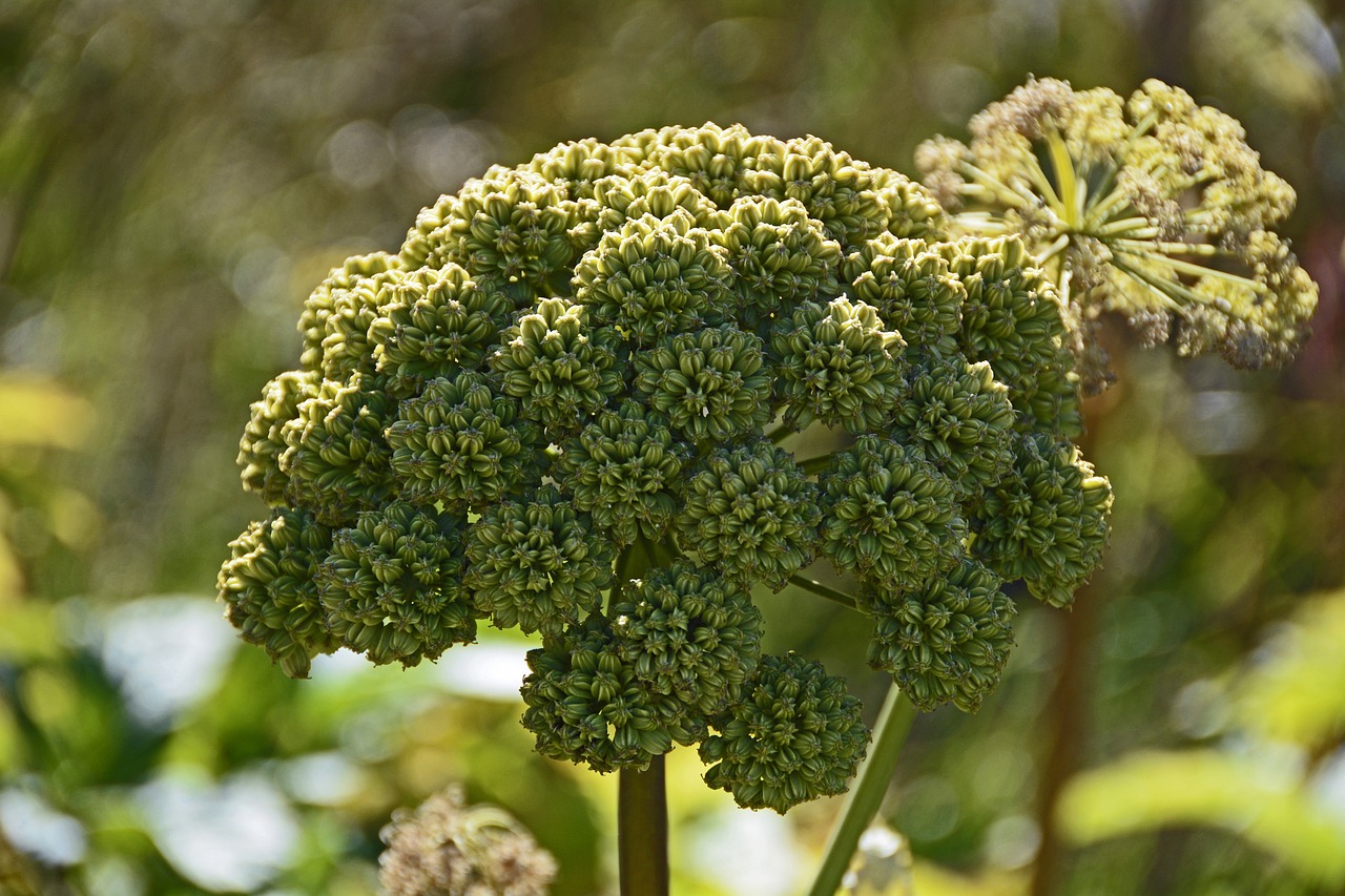 medicinal-angelica-Andělika lékařská